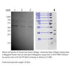 Anti-MAPK1